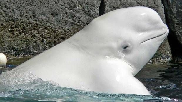 Fenomena Langka, Paus 'Arktik' Beluga Muncul di Sungai Thames