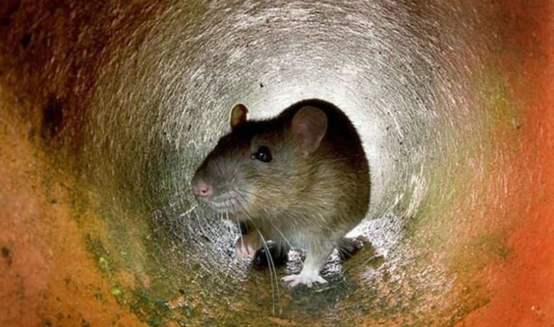 2 Warga Gunungkidul Meninggal karena Leptospirosis