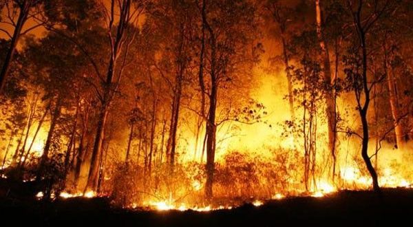 Kawasan Hutan Milik Perhutani di Slahung Ponorogo Terbakar
