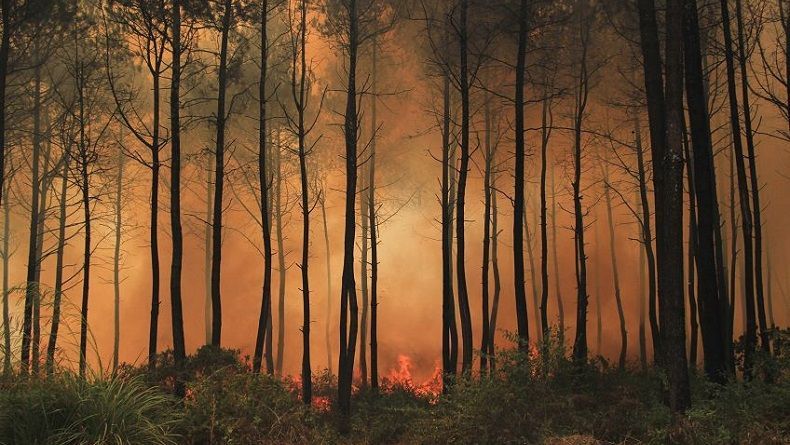title Hutan Gunung Ciremai Terbakar 495 Hektare, Api Merambat ke Kebun Raya Hutan Gunung Ciremai Terbakar 495 Hektare, Api Merambat ke Kebun Raya