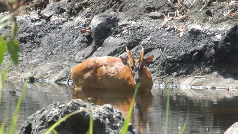 BKSDA Lepasliarkan Kijang ke Suaka Margasatwa Sermo Kulonprogo
