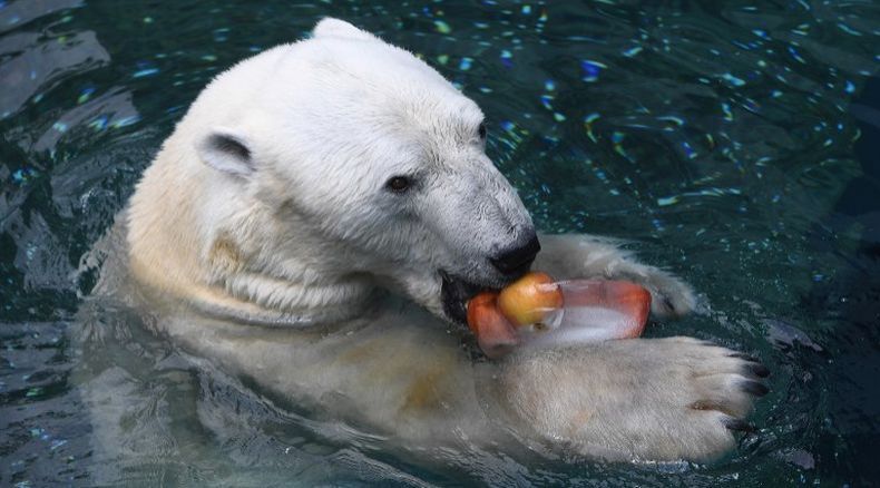 Kutub makan apa beruang Kenapa Beruang