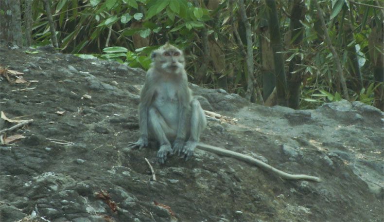 Kelaparan, Ratusan Kera Serbu Tanaman Warga di Gunungkidul