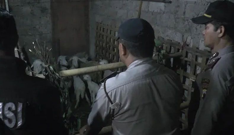 Macan Kumbang Teror Warga Lereng Lawu Tawangmangu, 8 Ekor Kambing Mati