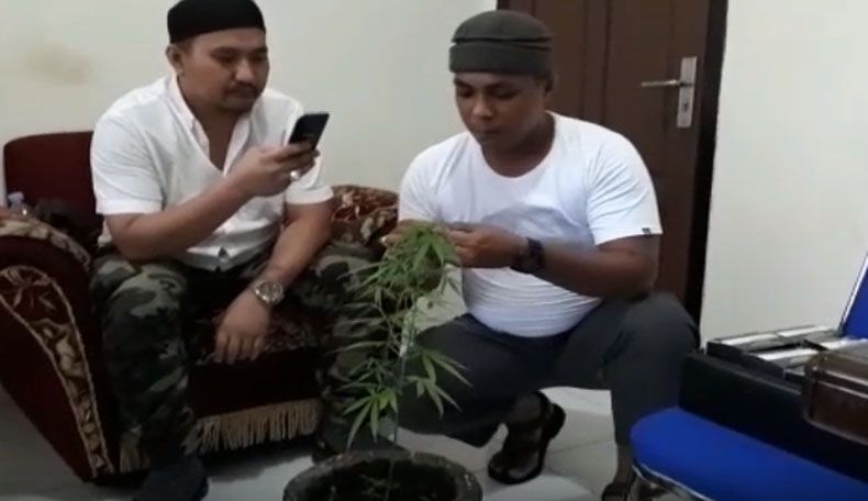 Sipir Lapas Ternate Temukan 8 Tanaman Ganja di Blok Tahanan Narkoba