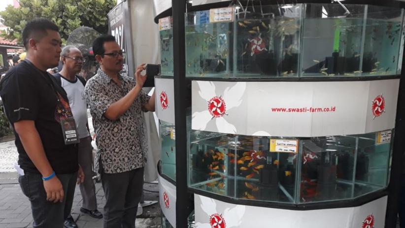 Pemkot Berharap Ikan Guppy Jadi Branding Baru Kota Yogya