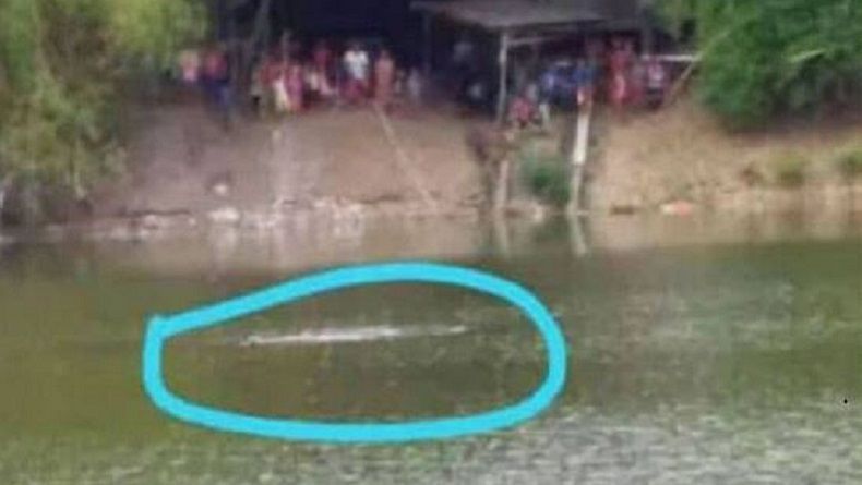 Heboh Penampakan Sekelompok Buaya di Sungai Bengawan Solo