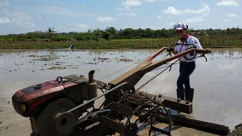 title Serap Aspirasi Petani, Caleg Perempuan Perindo di DIY Ikut Bajak Sawah Serap Aspirasi Petani, Caleg Perempuan Perindo di DIY Ikut Bajak Sawah