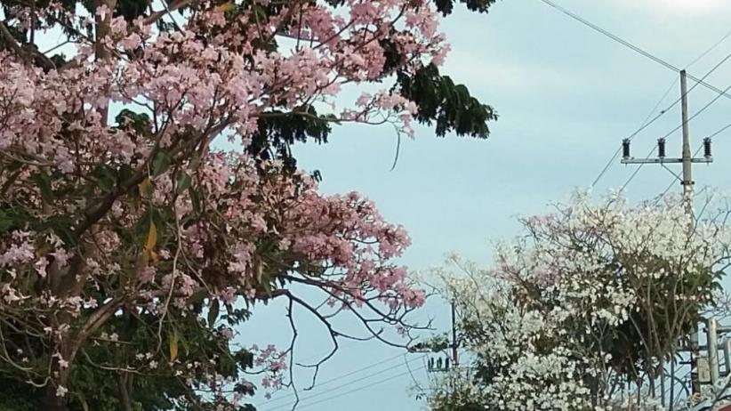 Tabebuya Di Surabaya Berbunga Mekar Seperti Bunga Sakura Di Jepang