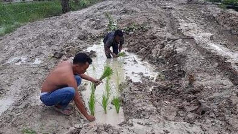 Protes Jalan Rusak, Warga Labuhanbatu Utara Tanam Padi di Tengah Jalan