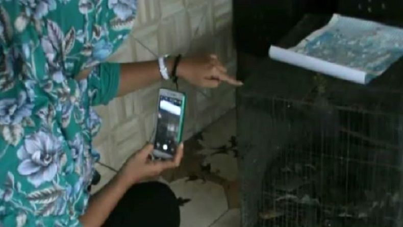 Warga di Sidoarjo Temukan Ular Raksasa saat Perbaiki Saluran Air