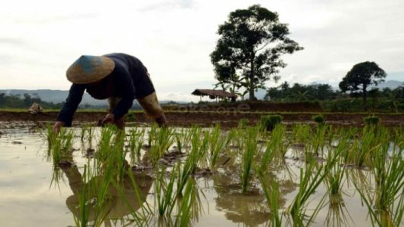 NTP Naik, Kesejahteraan Petani di Sulut Meningkat di Masa Pandemi Covid-19