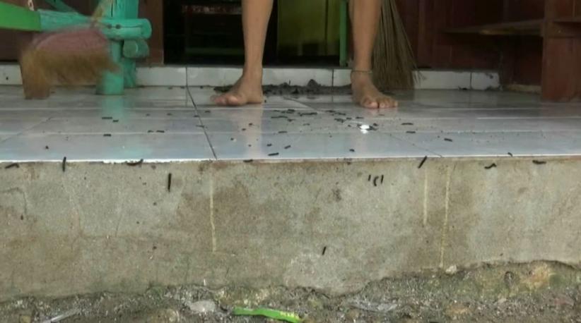 Awal Musim Hujan, Ribuan Ulat Bulu Serang Permukiman Warga di Tuban