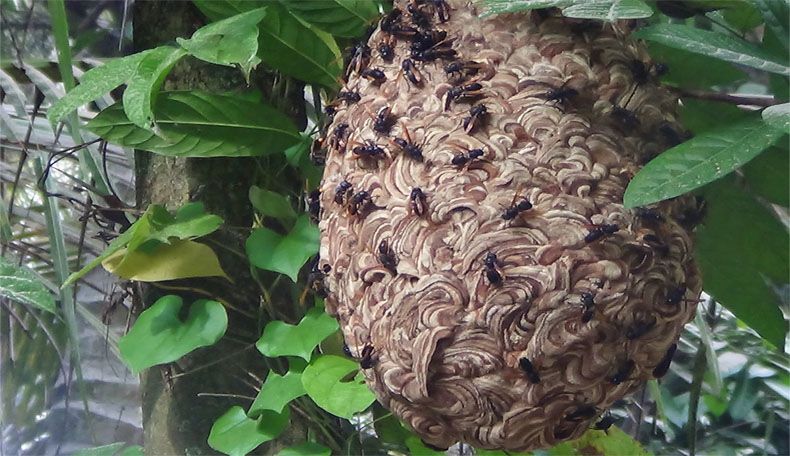 Kawanan Lebah Serang Warga Kulonprogo, 10 Orang Dirawat di Rumah Sakit