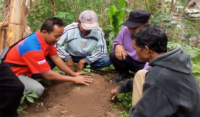 title Genjot Ekonomi, Perindo Gunungkidul Ajak Warga Tanam Pepaya Kalifornia Genjot Ekonomi, Perindo Gunungkidul Ajak Warga Tanam Pepaya Kalifornia
