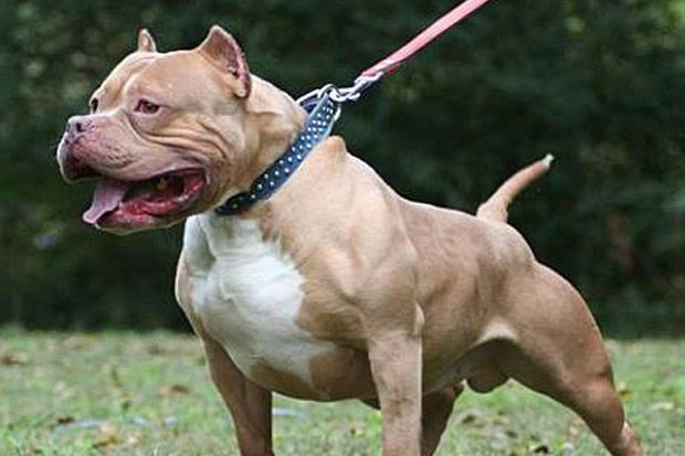 Biadab, Pria Ini Adu Pitbullnya dengan Anjing Curian yang Kelaparan hingga Tewas