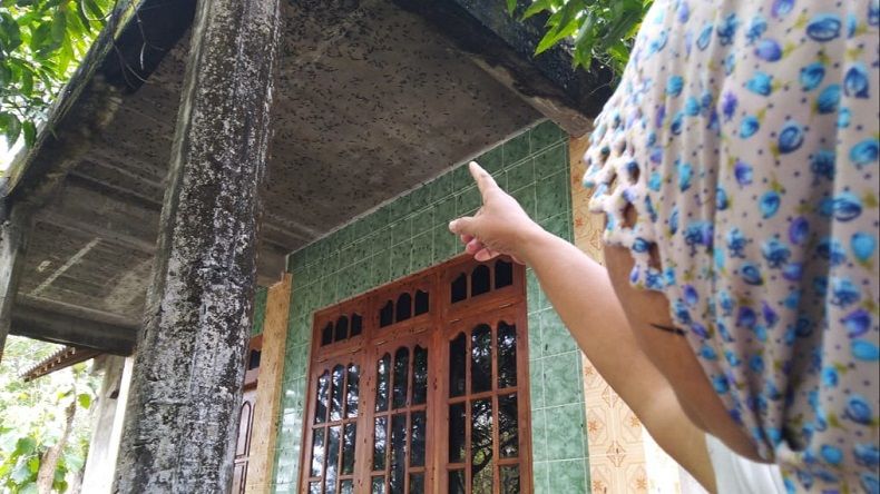 Warga di Kulonprogo Resah, Ribuan Ulat Bulu Masuk ke Permukiman