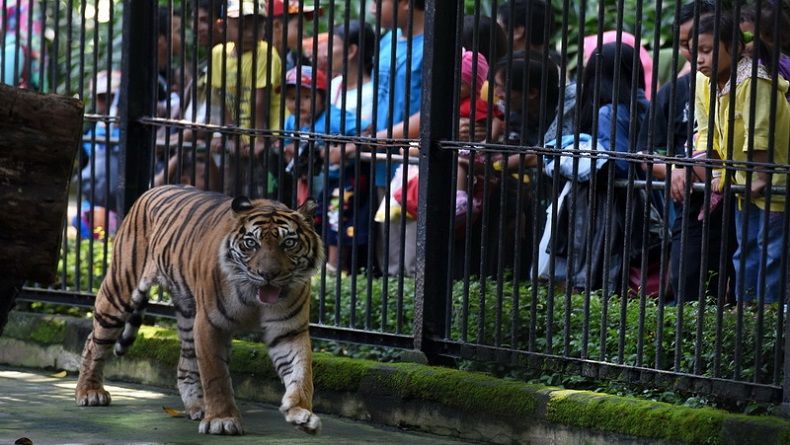 Sambut Tahun Baru, Gembira Loka Yogyakarta Siapkan Zona Cakar