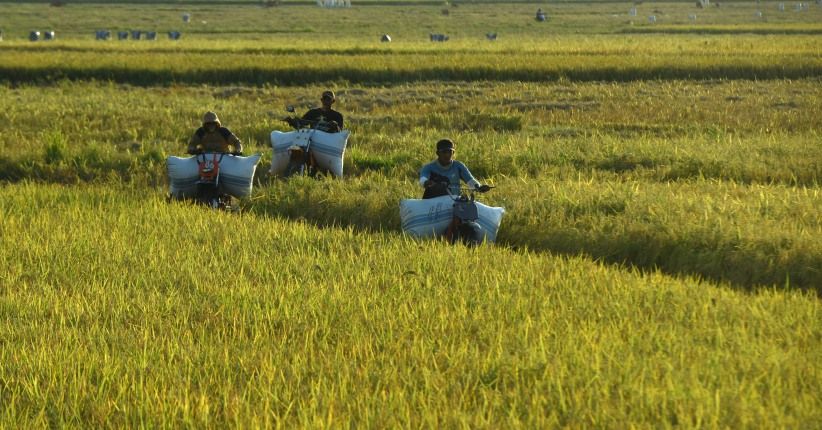 1.300 Hektare Padi di Indramayu Terancam Gagal Panen