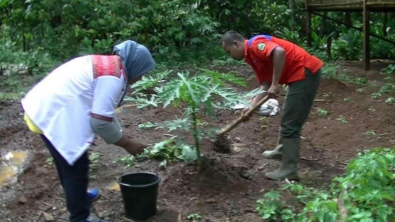 Caleg Perindo Bantu Warga Gunungkidul Kembangkan Pepaya California