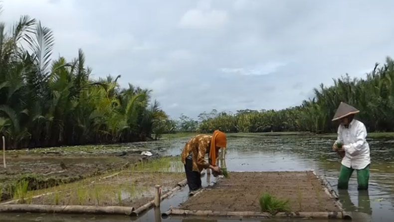Lahan Sering Tergenang Banjir, Petani di Banyumas Buat Sawah Apung