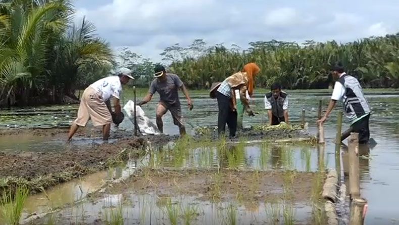 Tragis, 4 Petani di Demak Tewas Tersambar Petir saat Panen Padi, 5 Selamat