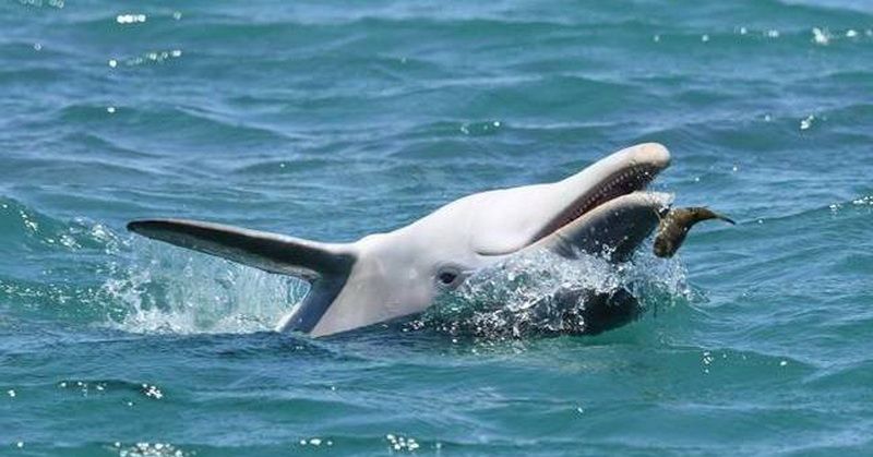 Lumba-Lumba Muda Ditemukan Mati Terlilit Celana Dalam Perempuan