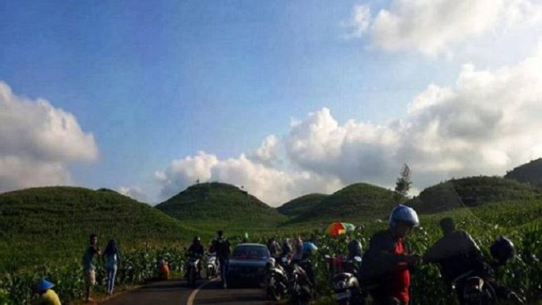 Viral Penampakan Lahan Jagung Mirip Bukit Teletubbies di Gunungkidul