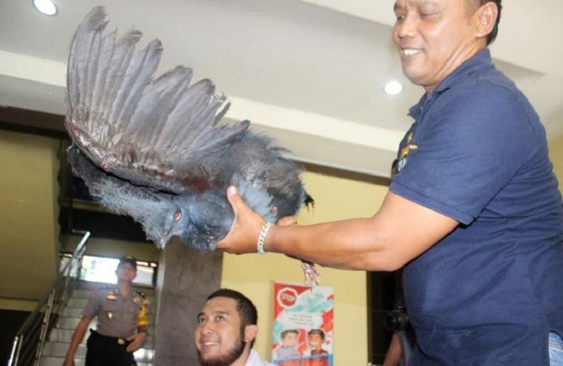 title Polres Bantul Bongkar Kasus Perdagangan Satwa Dilindungi Polres Bantul Bongkar Kasus Perdagangan Satwa Dilindungi