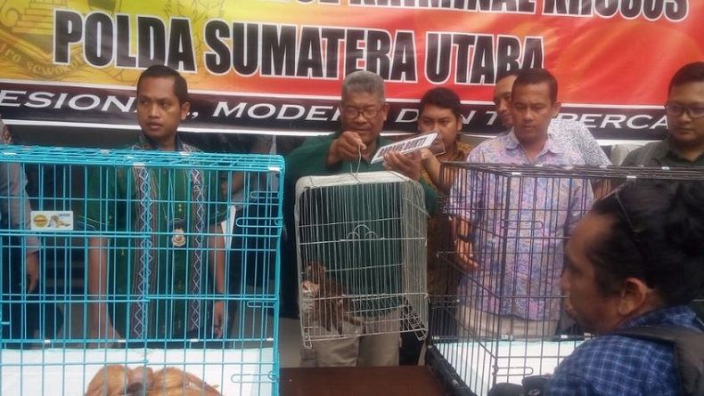 Polisi dan BKSDA Sumut Tangkap Penjual Satwa Dilindungi di Deliserdang