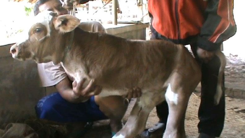 Punya Anak Sapi Lahir Dengan 2 Kaki Samiyem Tidak Akan Saya Jual Bagian 1 Punya Anak Sapi Lahir Dengan 2 Kaki Samiyem Tidak Akan Saya Jual Bagian 1