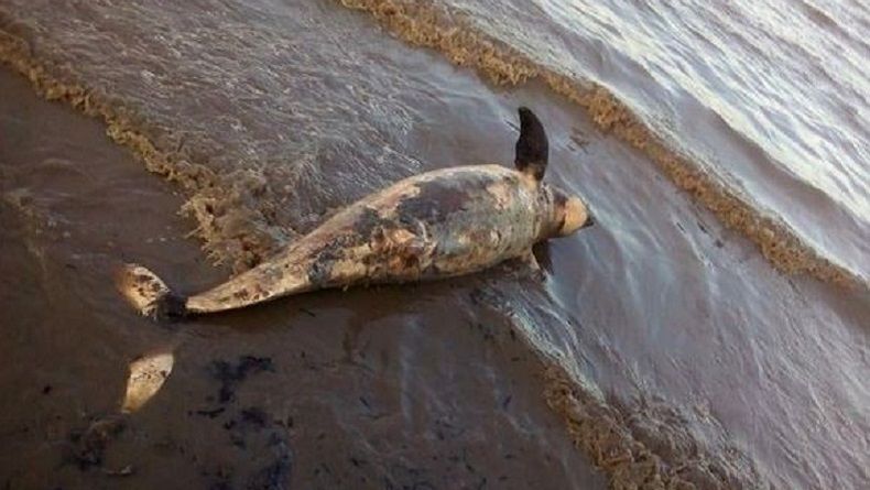 2 Bangkai Dugong Ditemukan Mengambang di Perairan Dumai