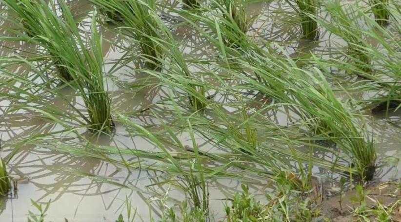 title Sungai Meluap, Puluhan Petak Sawah di Banjarnegara Terendam Banjir Sungai Meluap, Puluhan Petak Sawah di Banjarnegara Terendam Banjir