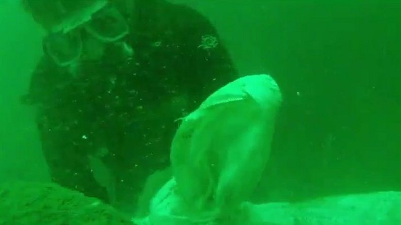 Warga Tuding PT Aquafarm Sering Buang Bangkai Ikan ke Danau Toba