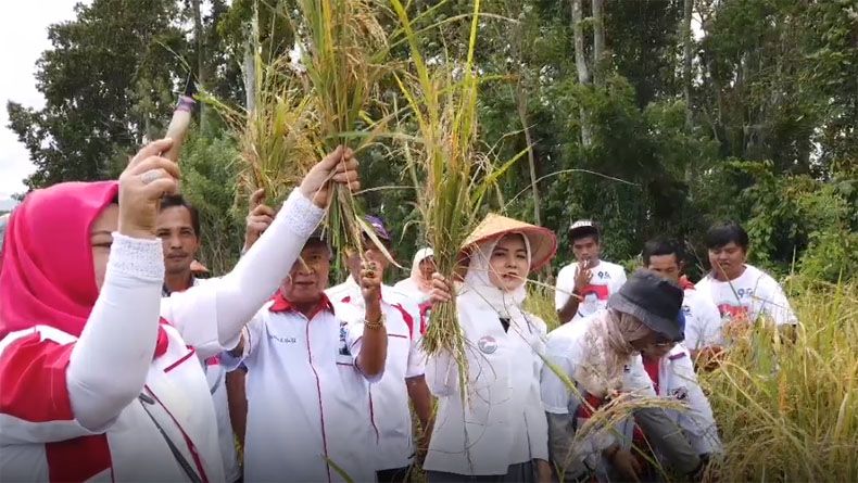 Genjot Produksi Beras, Caleg Perindo Dampingi Petani di Empat Lawang