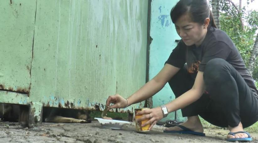 Viral, 3 Anjing Kelaparan Terjebak di Gudang Sitaan PN Karanganyar