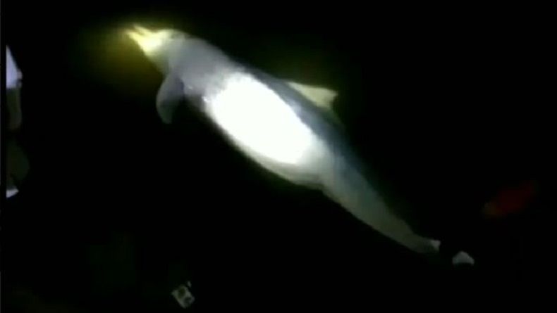 title Lumba-Lumba di Sungai Kualuh, 1 Ekor Ditemukan Mati Lumba-Lumba di Sungai Kualuh, 1 Ekor Ditemukan Mati