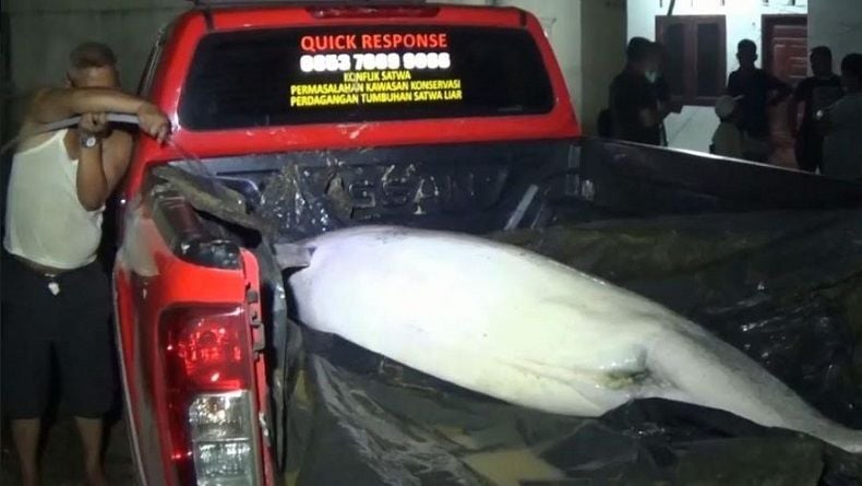 Lumba-Lumba Mati di Sungai Kualuh, Ini Kata BBKSDA