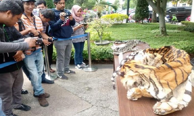 Kasus Perdagangan Kulit Harimau Sumatera Dibongkar Polisi di Langkat