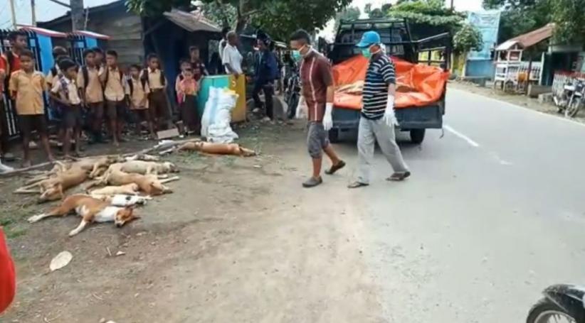 10 Orang Tewas karena Rabies, Warga Dompu Bantai Ribuan Anjing Liar
