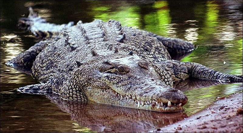 Mandi di Sungai, Nelayan di Kotawaringin Timur Diterkam Buaya