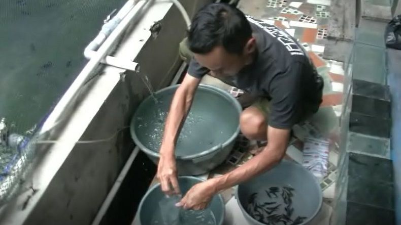 title Berantas Jentik Nyamuk, Warga Cianjur Pelihara Cupang di Bak Mandi Berantas Jentik Nyamuk, Warga Cianjur Pelihara Cupang di Bak Mandi