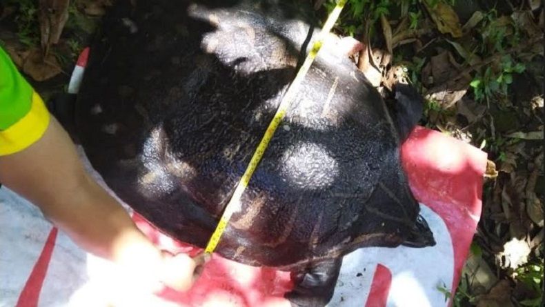 Penyu Air Tawar Raksasa Ditemukan Warga di Sungai Yogyakarta