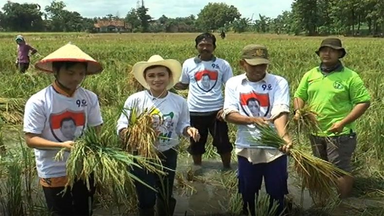 Partai Perindo Sukses Bina Petani Grobogan Kembangkan Beras Merah