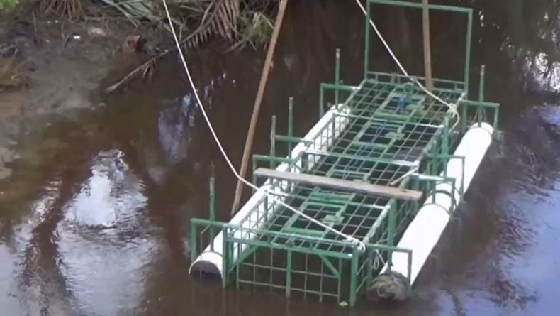 Buaya Ganas Masuk Perangkap yang Dipasang Warga Teluk Sampit Kotim