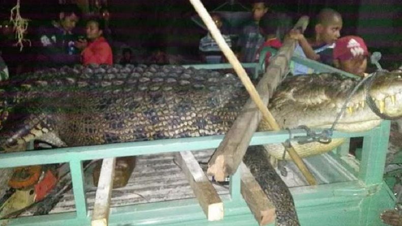 title Sebulan Diburu, Buaya 1 Ton Pemangsa Manusia Ditangkap Warga Sorong Sebulan Diburu, Buaya 1 Ton Pemangsa Manusia Ditangkap Warga Sorong