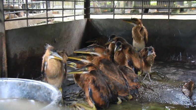 BBKSDA Riau Amankan 14 Ekor Burung Langka Dijual di Pinggir Jalan