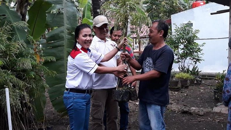 Bantu Petani Kuloprogo, Caleg Perindo Bagikan 2.000 Benih Sengon Laut