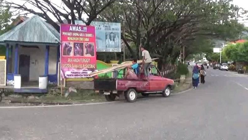 Korban Gigitan Anjing Gila di Kolaka Utara Jadi 19 Orang, Warga Resah
