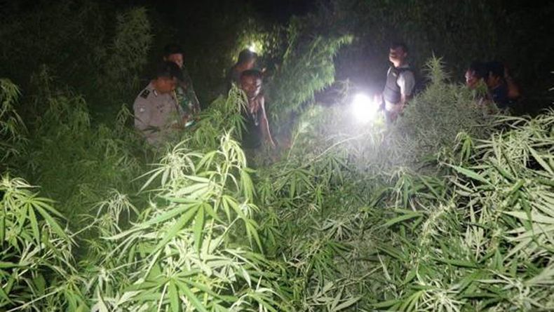 Lahan Perhutani Ditanami Ganja 1,5 Hektare, Camat Akui Kecolongan